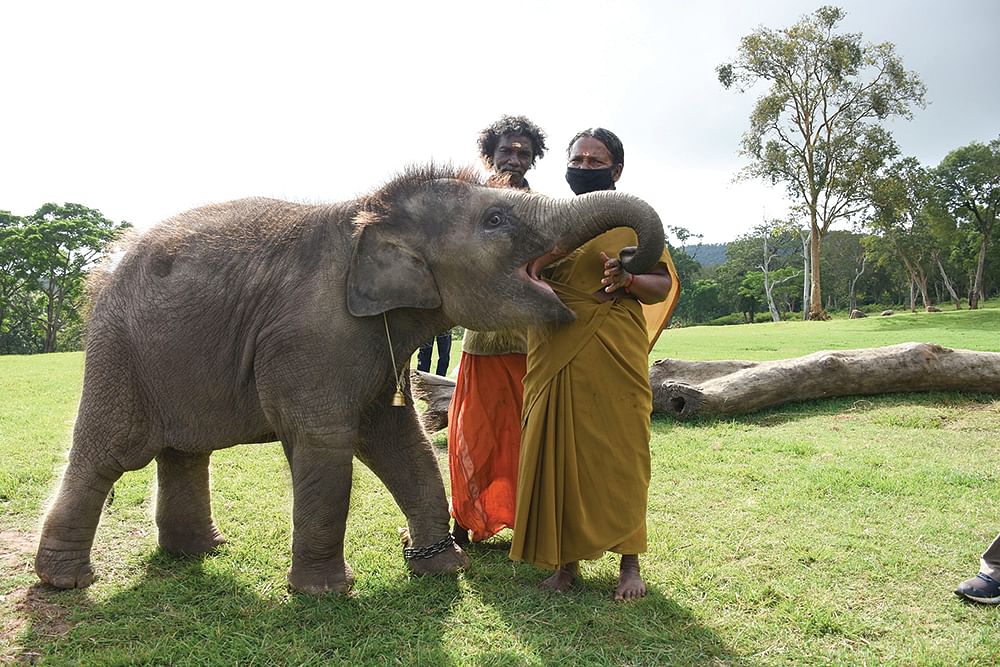 தாயைப் பிரிந்த யானைக்கன்றுகளின் தாயுமானவர்கள்!