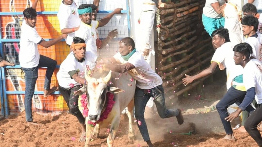 புதுக்கோட்டை ஜல்லிக்கட்டு