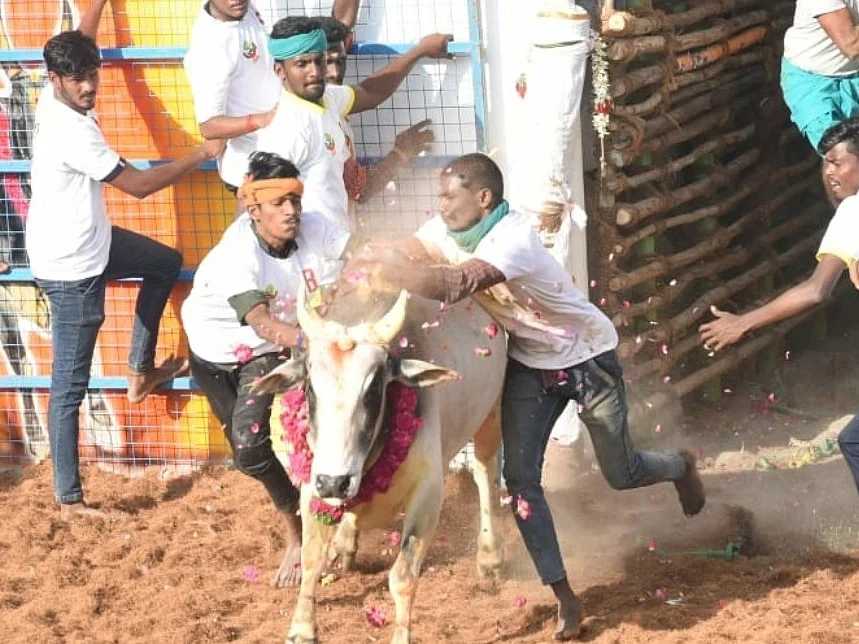 புதுக்கோட்டை: நிரந்தர மேடையுடன் கூடிய வாடிவாசல் - வன்னியன்விடுதியில் களைகட்டிய ஜல்லிக்கட்டு!