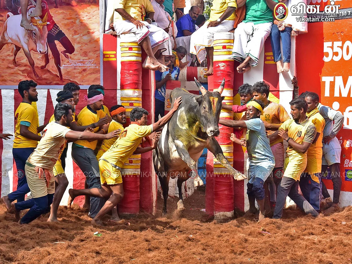 அலங்காநல்லூர் ஜல்லிக்கட்டு: அடங்க மறுத்த காளைகள்; அடக்கிய மாடுபிடி வீரர்கள்! |Photo Album