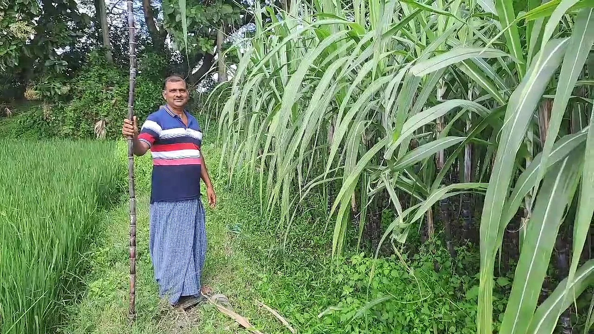 கரும்பு சாகுபடி