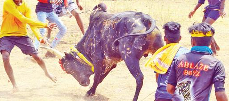 மஞ்சுவிரட்டு