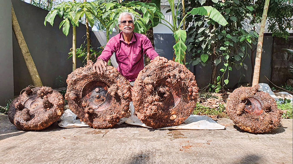 சேனைக்கிழங்குகளுடன் வில்சன்