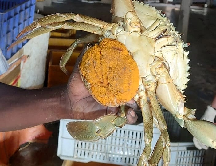 5 லட்சம் முட்டைகளை இடும் கல்நண்டு; குஞ்சுகளைப் பொரித்து கடலில் விட்டு அசத்தும் அரசு!