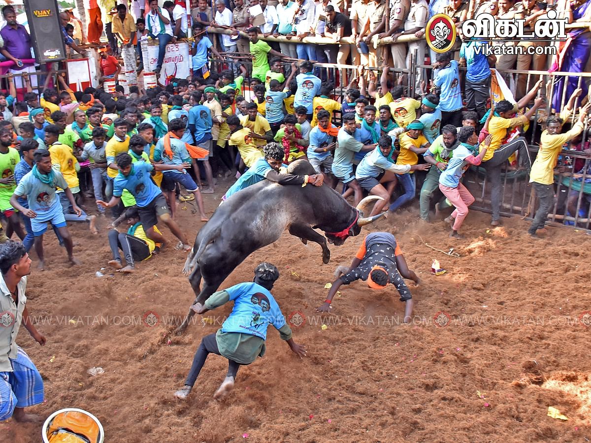 அவனியாபுரம் ஜல்லிக்கட்டு: சீறிப் பாய்ந்த காளைகள்; களைகட்டிய மதுரை! |Photo Album 
