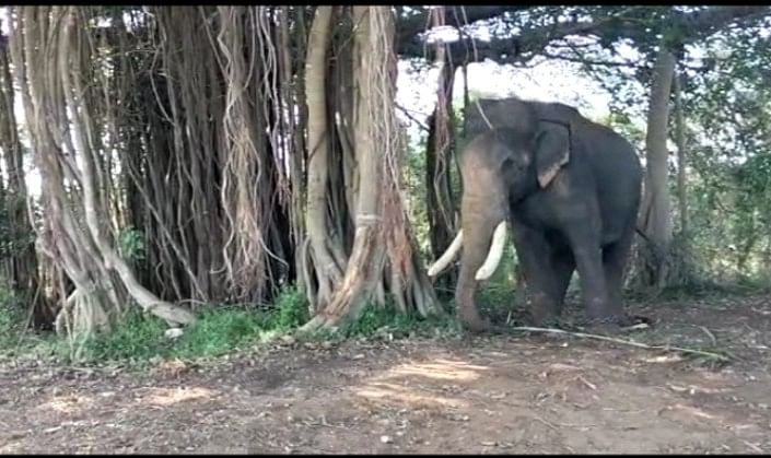 கும்கி கபில்தேவ்