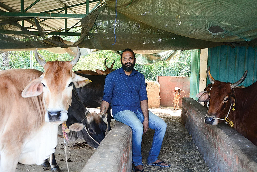மாடுகளுடன் கொட்டகையில்
