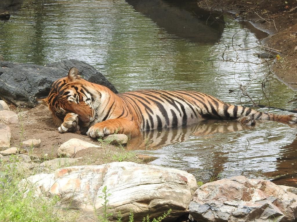 Tiger