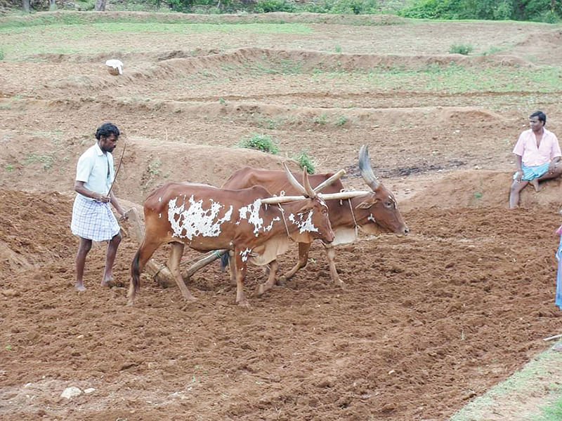 உழவு ஓட்டும் பர்கூர் மாடுகள்