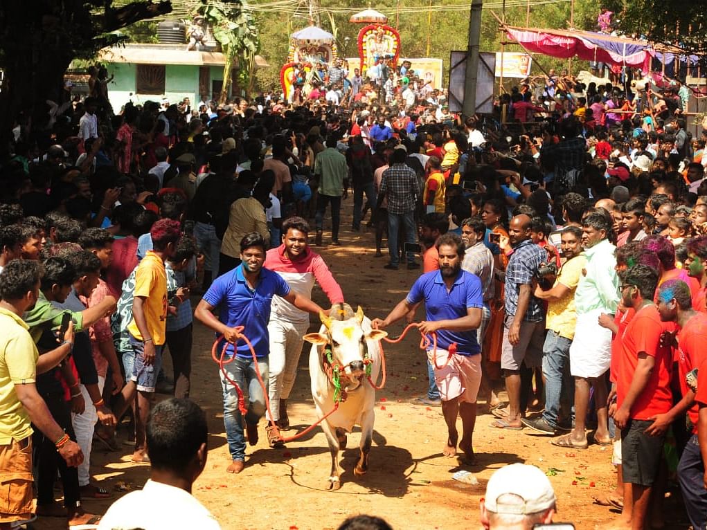 விழுப்புரம்: துள்ளிக் குதித்தோடிய மாடுகள்; தமிழ் மக்களுடன் வெளிநாட்டினர்; களைகட்டிய மஞ்சுவிரட்டு!