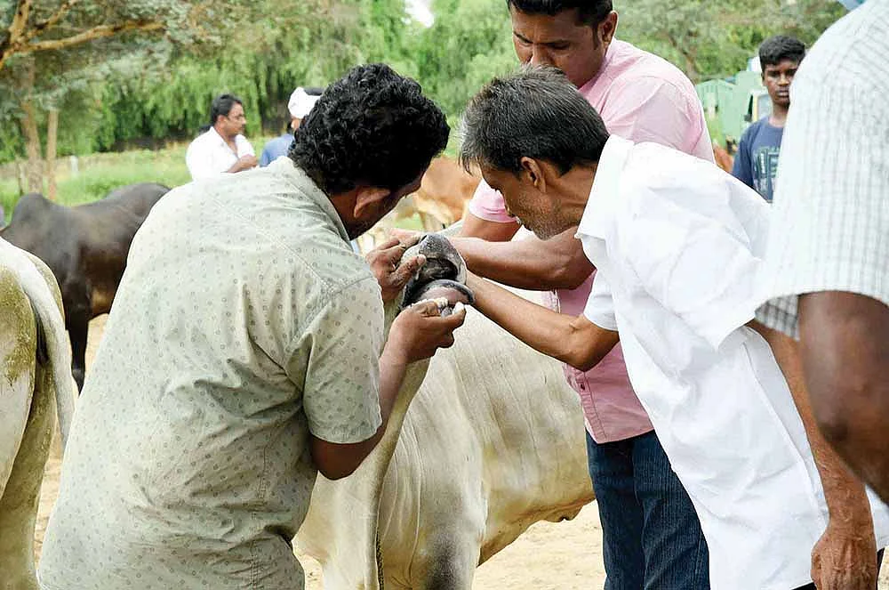 மாட்டுக்குப் பல் பார்த்தல்
