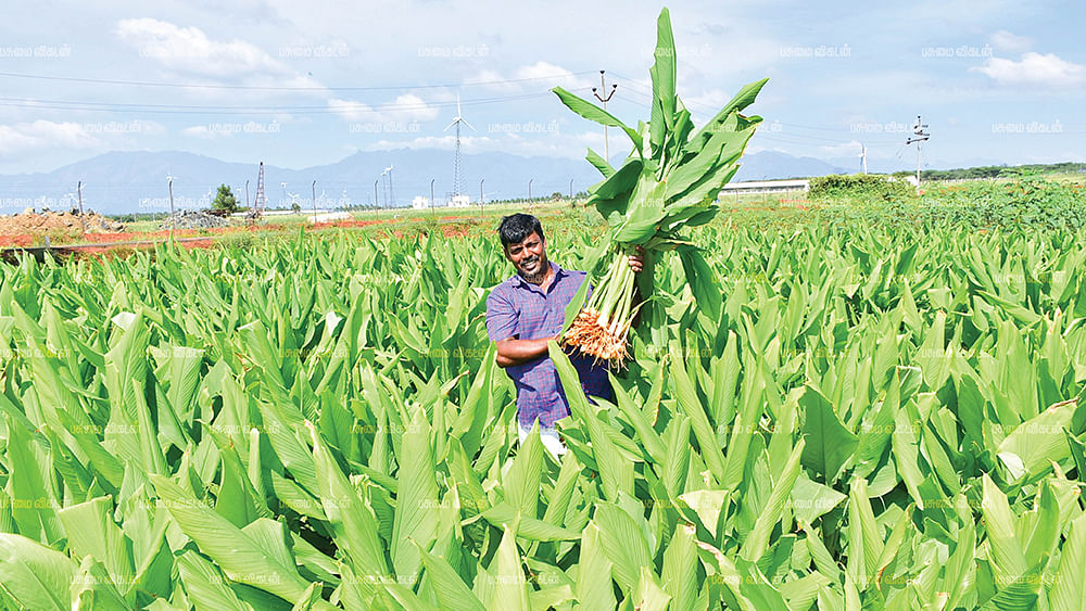 மஞ்சள் வயலில் சந்தனகுமார்