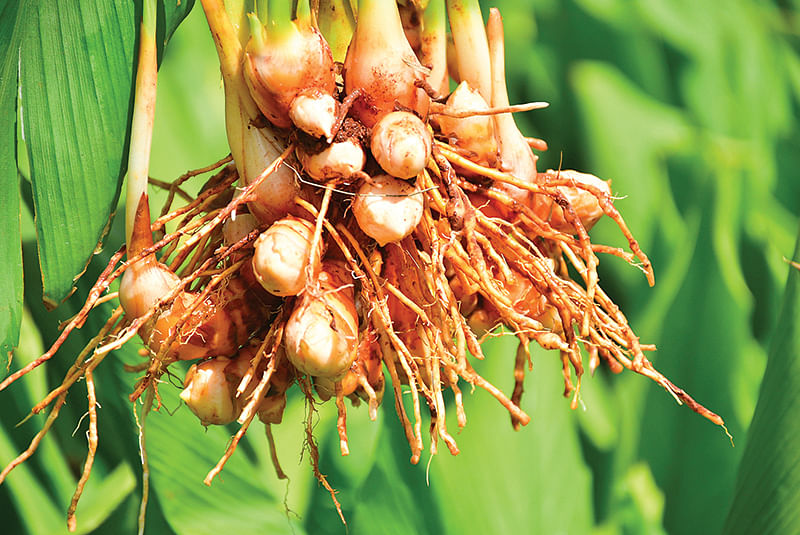 மஞ்சள் கொத்து