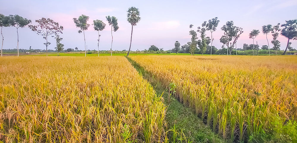தங்கமாக மின்னும் நெற்கதிர்கள்