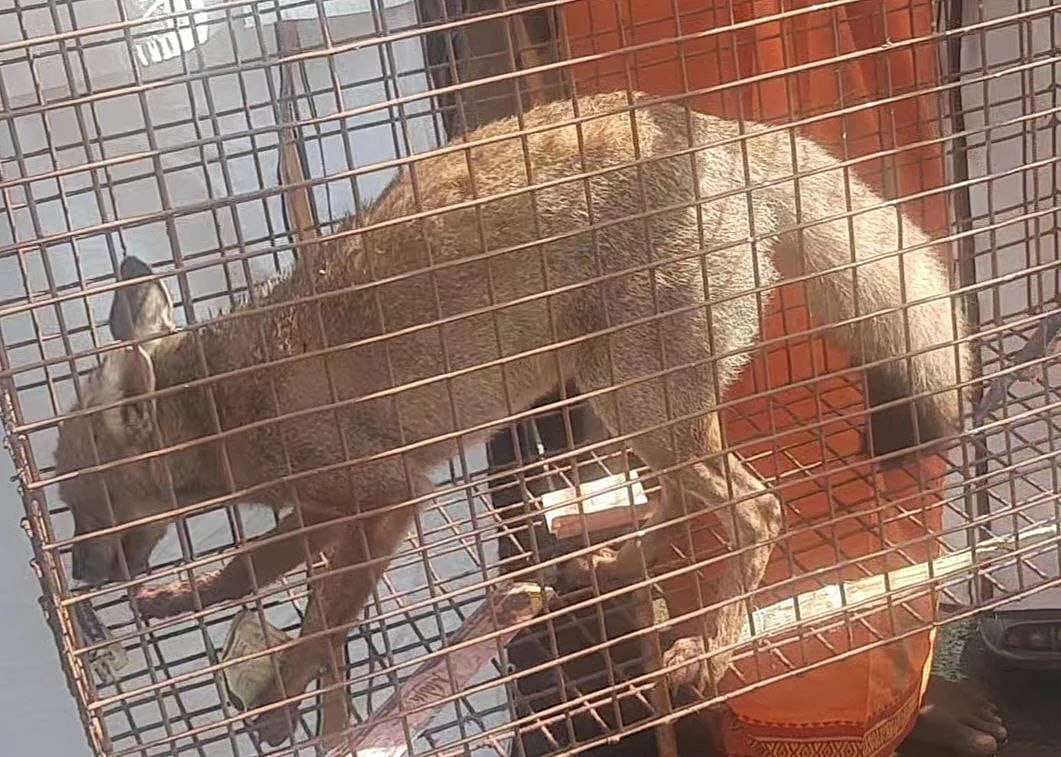 சேலத்தில் நரியை வைத்து ஜல்லிக்கட்டு... இரு கிராமங்கள்மீது வனத்துறையினர் வழக்கு பதிவு!