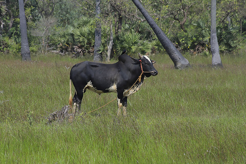 கிராமத்தில் வளர்க்கப்படும் ஜல்லிக்கட்டுக் காளை