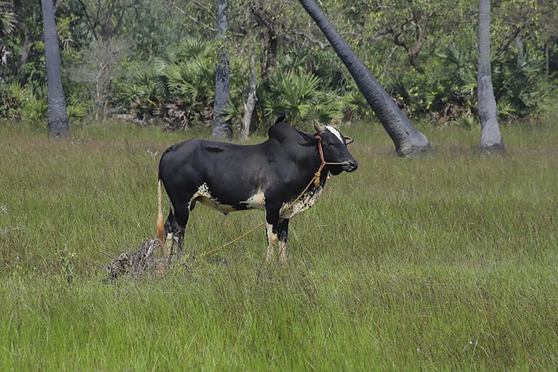 கிராமத்தில் வளர்க்கப்படும் ஜல்லிக்கட்டுக் காளை