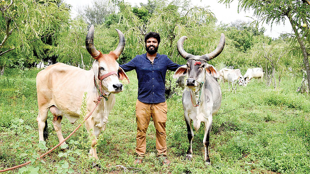 காங்கிரேஜ் மாடுகளுடன் சிபி