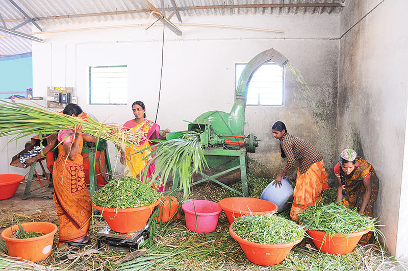 தீவனத் தயாரிப்பில்