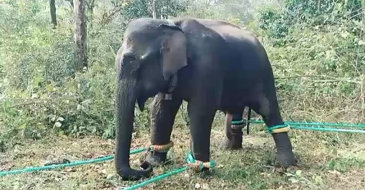 கேரள வனத்துறையினரிடம் பிடிபட்ட பி.எம் -2 மக்னா யானை; கும்கியாக மாற்ற முடிவு!