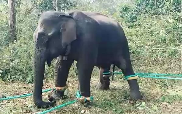 கேரள வனத்துறையினரிடம் பிடிபட்ட பி.எம்-2 மக்னா யானை; கும்கியாக மாற்ற முடிவு!