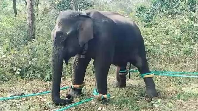 மக்னா யானை
