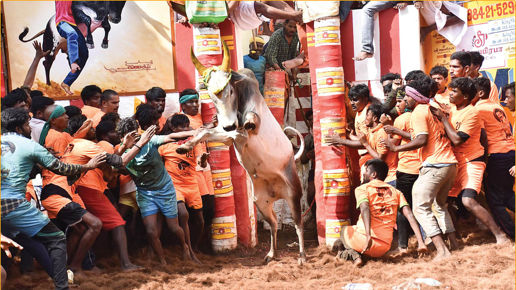 ஜல்லிக்கட்டு