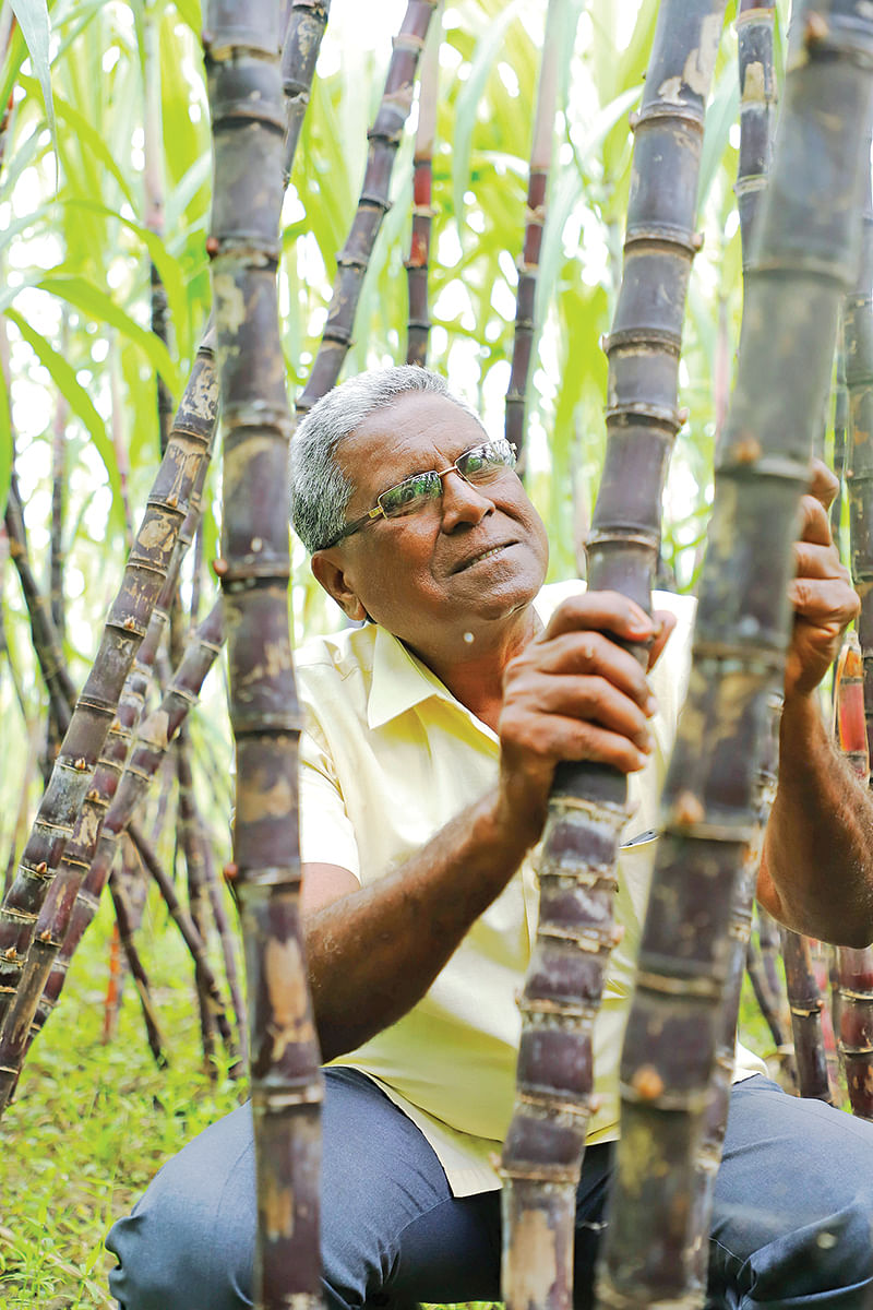 கரும்புத் தோட்டத்தில்