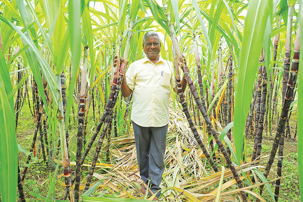 பொங்கல் கரும்புகளுடன் சித்தர்