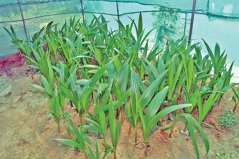 தென்னங்கன்றுகள்