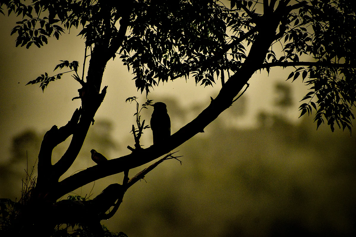 Representational Image
