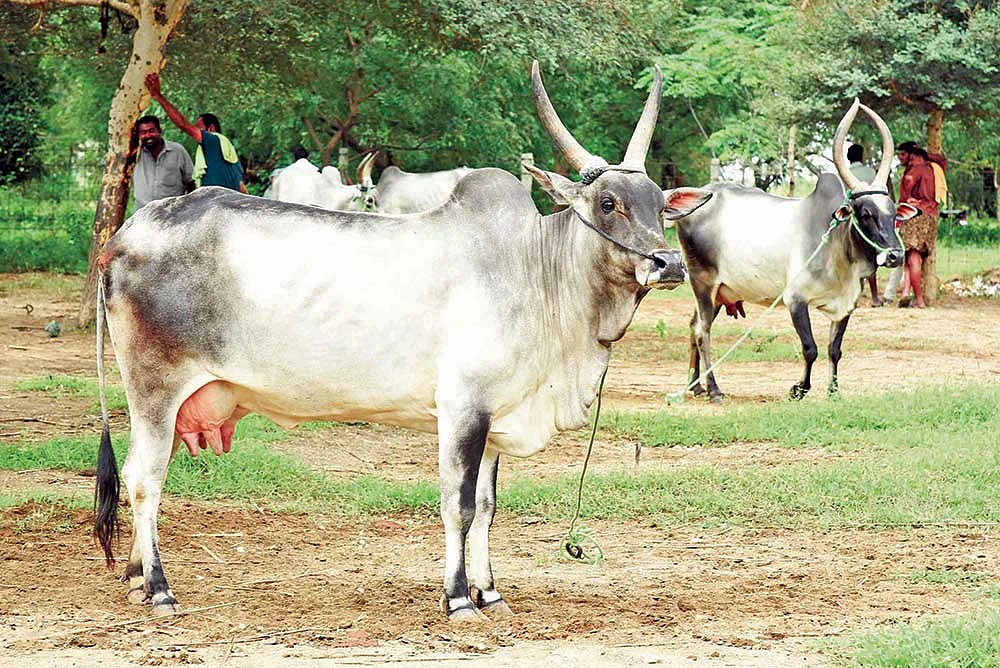 காங்கேயம் மாடுகள்