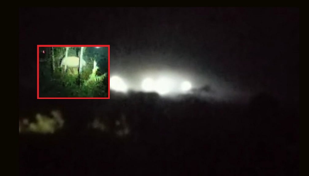 விடிய விடிய நடந்த தேடுதல் பணி... போராடி `கருப்பன்' யானைக்கு மயக்க ஊசி செலுத்திய  வனத்துறை!