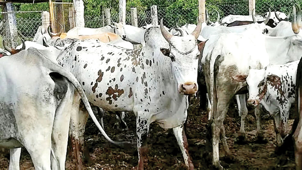 கனவு - 54 - தேனி - வளமும் வாய்ப்பும்