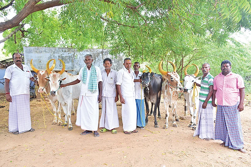 காளைகளுடன் மக்கள்