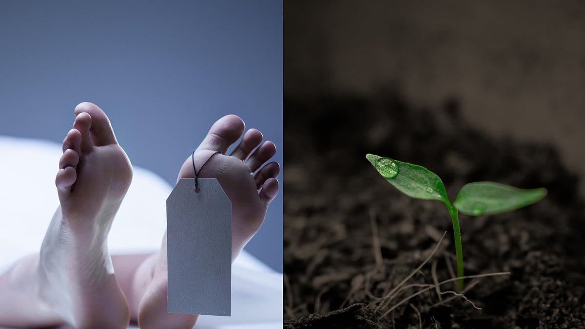 மனித சடலங்களை உரமாக்க ஒப்புதல் அளித்த நியூயார்க்... உரமிட்டு உறவினர்கள் மரம் வளர்க்கவும் அனுமதி!