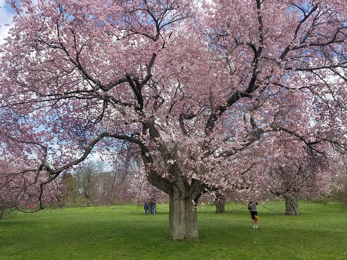Cherry Blossoms