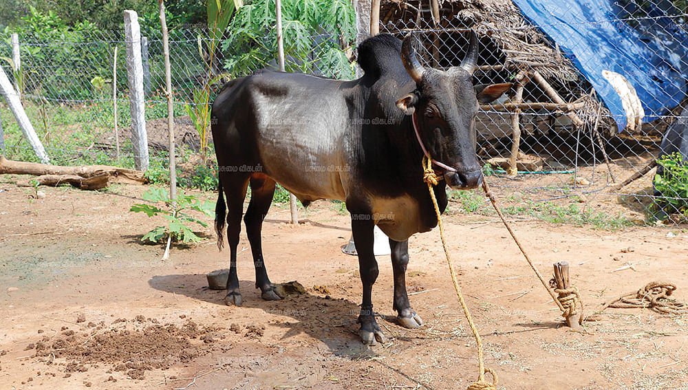 ஜல்லிக்கட்டுக் காளை