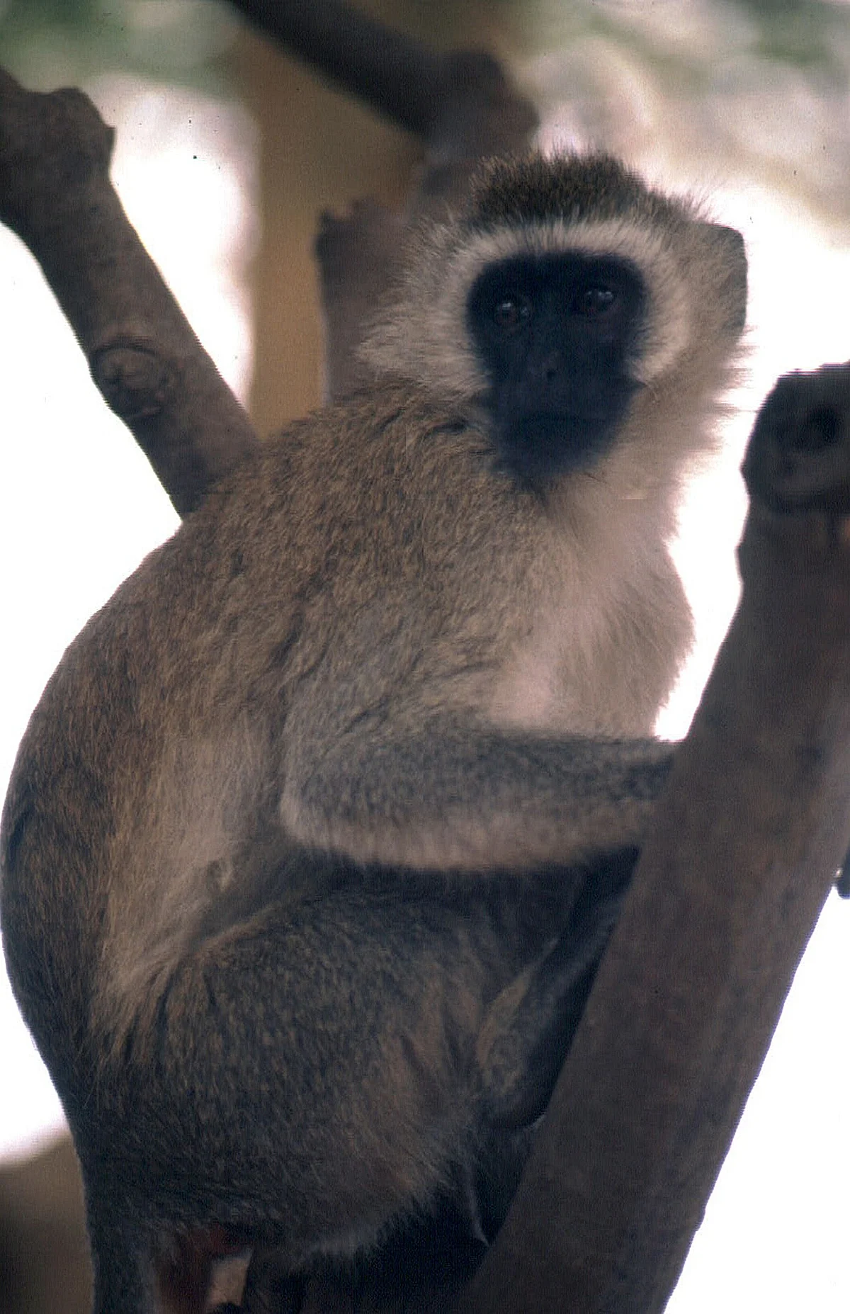 வெர்வெட் குரங்கு
