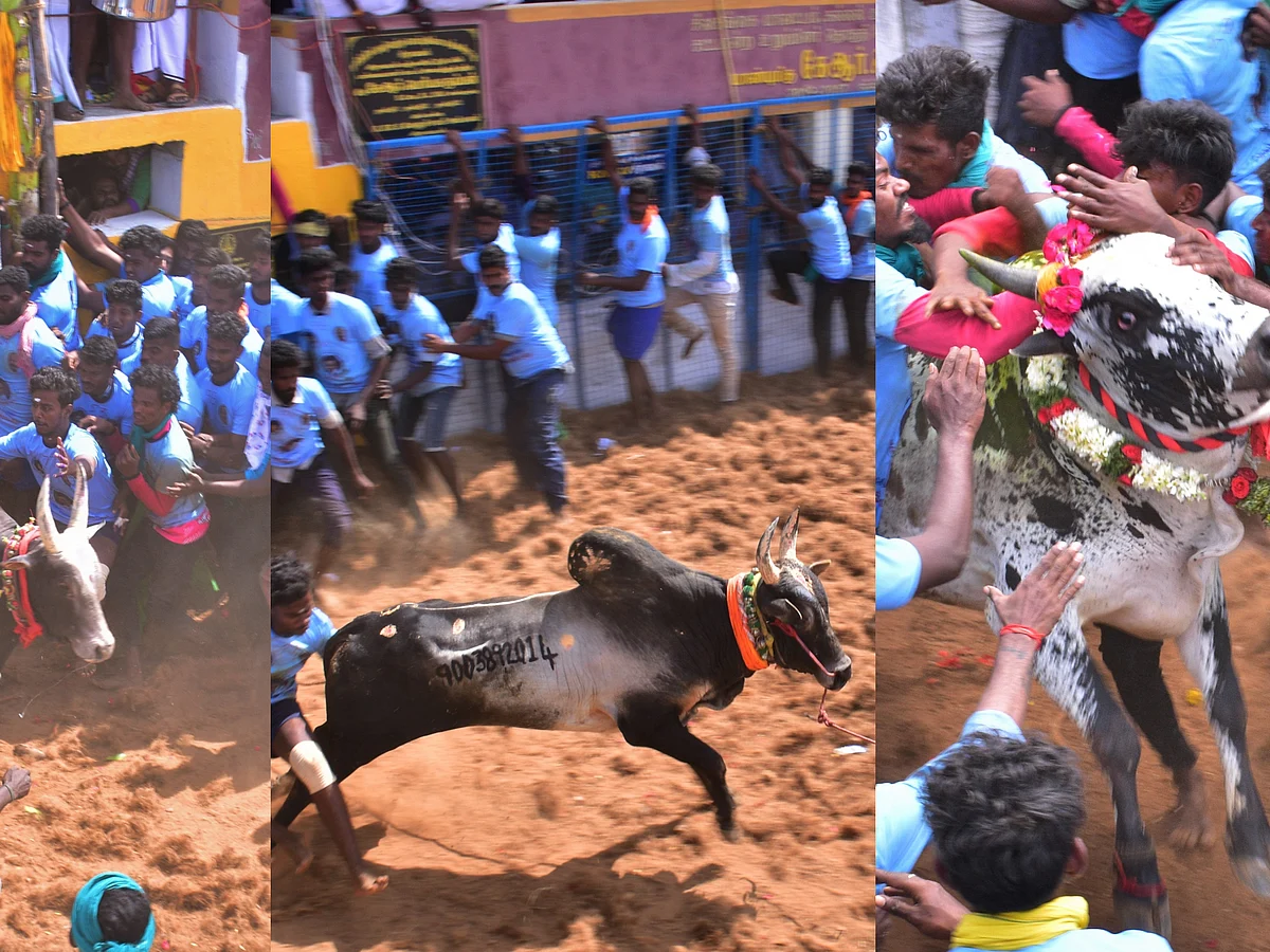 சிவகங்கை; சிறுவயலில் மஞ்சுவிரட்டு விழாவில் சீறிய காளைகள் - சிறப்பு புகைப்படங்கள் | #PhotoAlbum