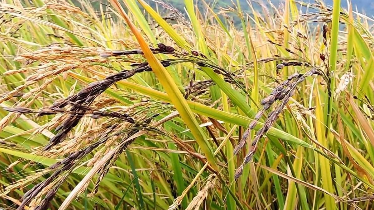 பாரம்பர்ய அரிசிகளும் அதன் சத்துகளும்!