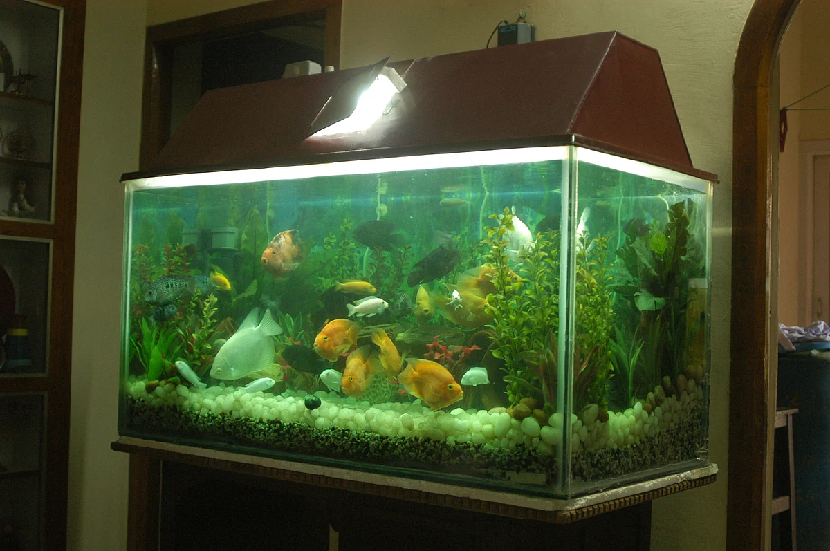 Aquarium
