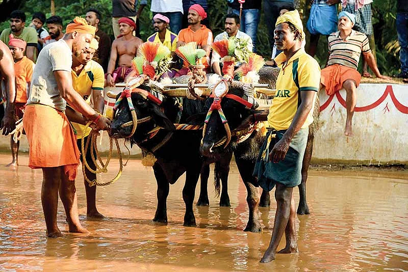 கம்பளா போட்டி ஏற்பாடுகள்