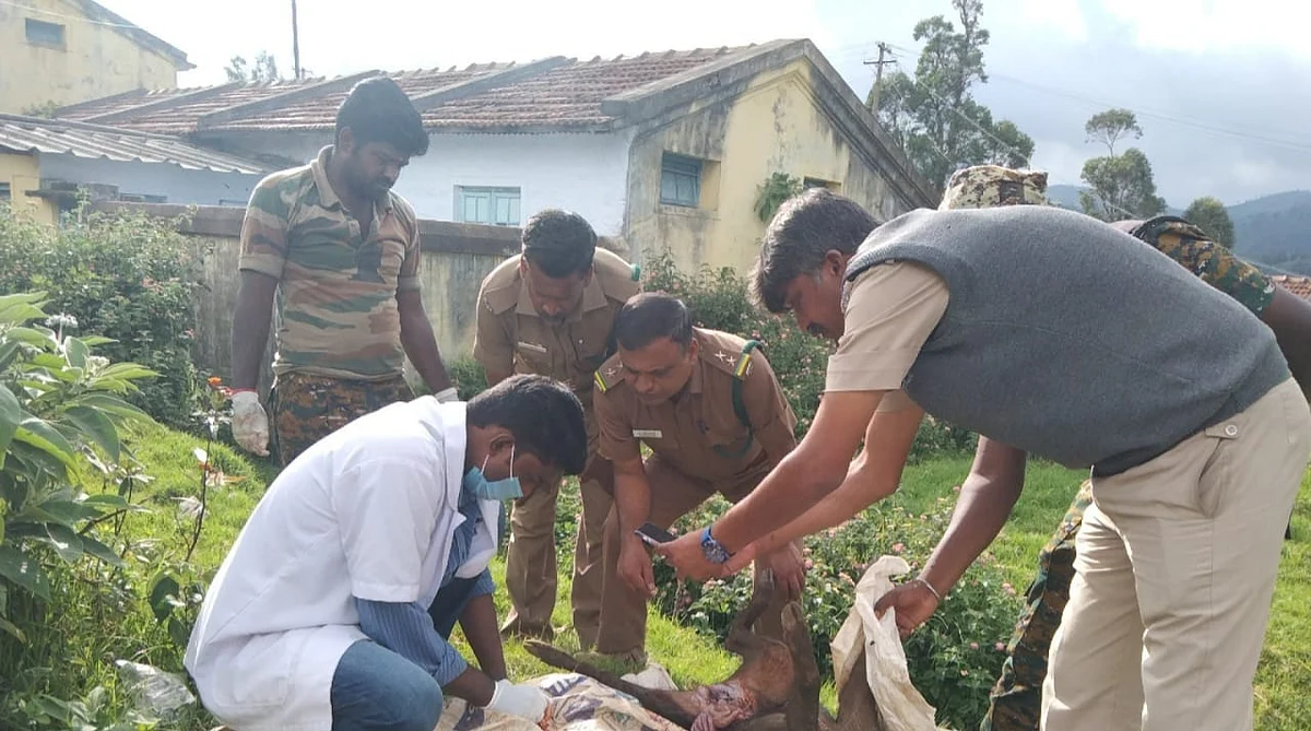 உயிரிழந்த காட்டுப்பன்றிகள்