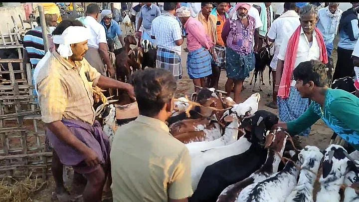ஆட்டுச்சந்தை