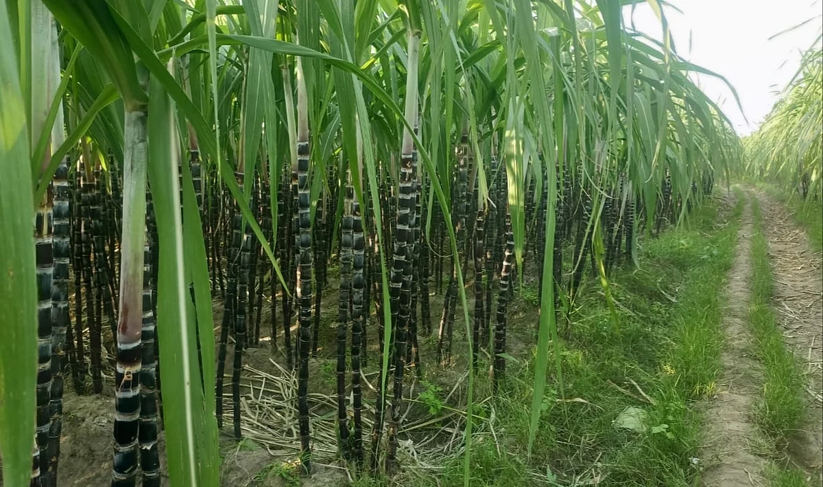 கரும்பு