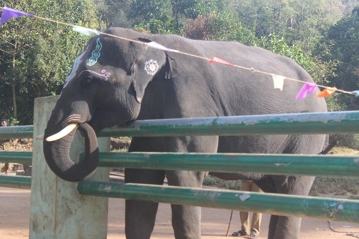 வனத்துறைக்கு உதவும் யானைகள்!