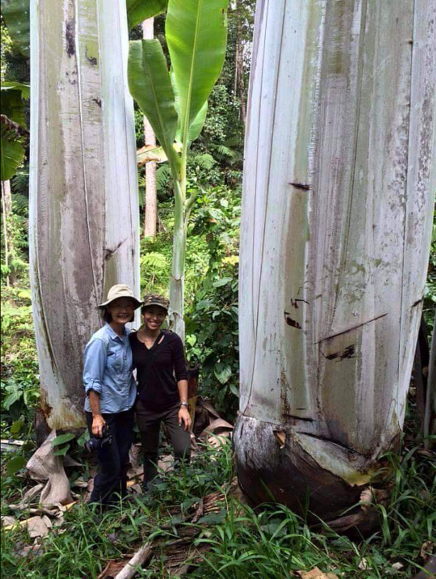 Musa ingens