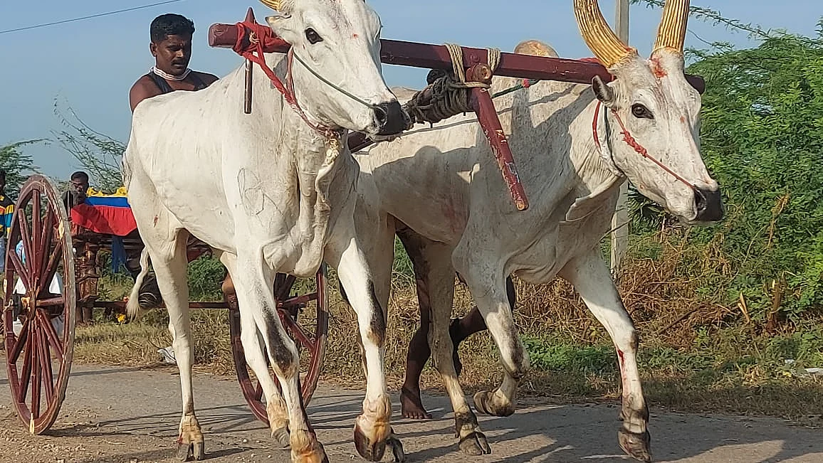மாட்டுவண்டிப் பந்தயம்