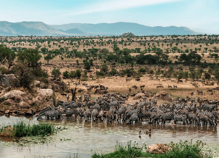 செரங்கெட்டி (serengeti) தேசிய பூங்கா.